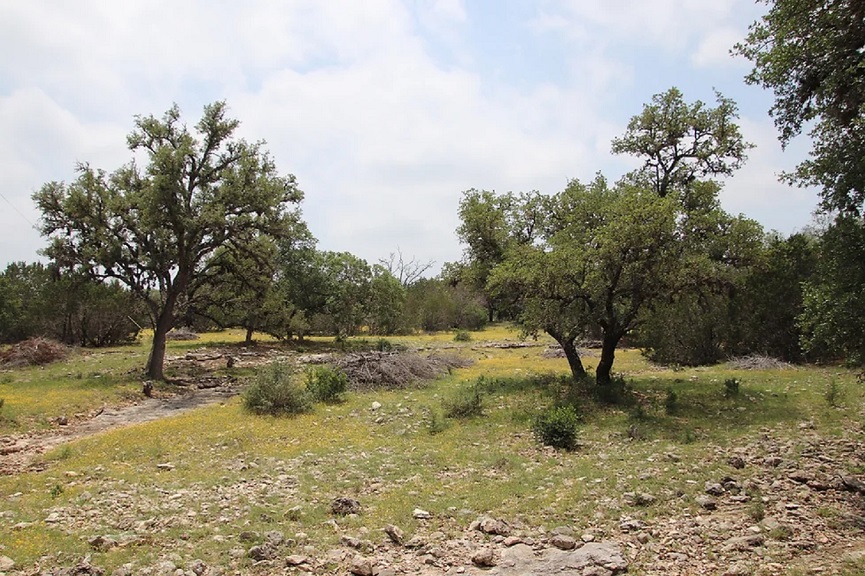 Oak Trees