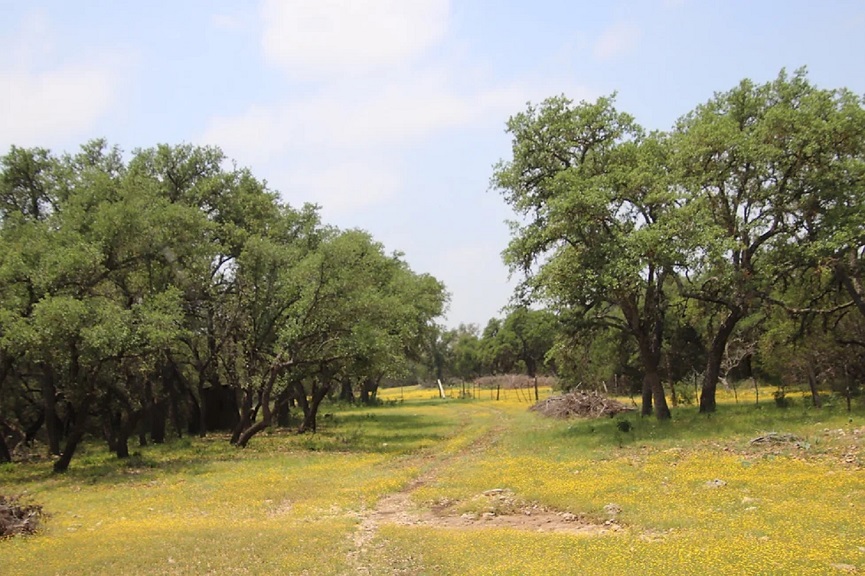 Oak Trees