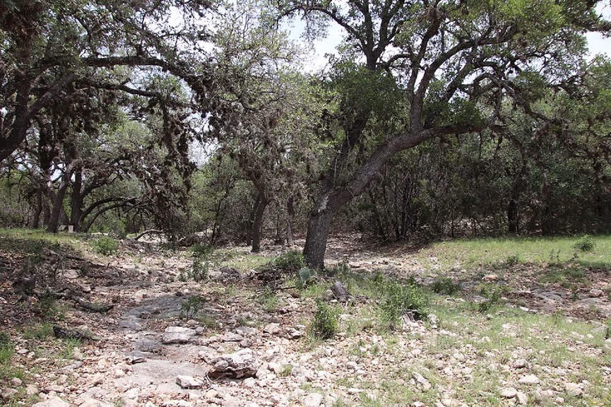 Oak Trees